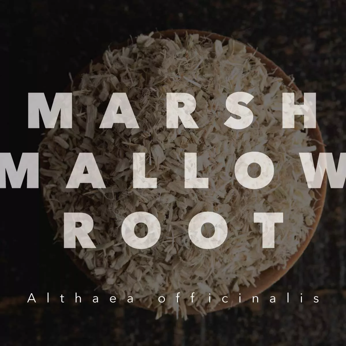 Marshmallow Root: Not for S’mores!