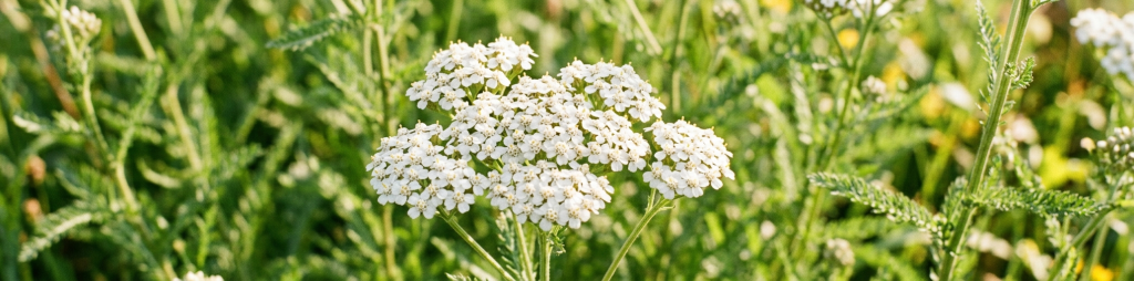 Yarrow plant Achillea millefolium in full bloom with dense clusters of tiny white flowers against feathery green leaves in a summer field, key botanical ingredient in Juniper Apothecary's natural herbal bug spray for its proven insect repelling and tick deterrent properties