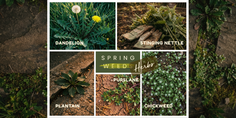 Five nourishing spring weeds you should stop pulling: dandelion, stinging nettle, plantain, purslane, and chickweed photographed in their natural outdoor habitat