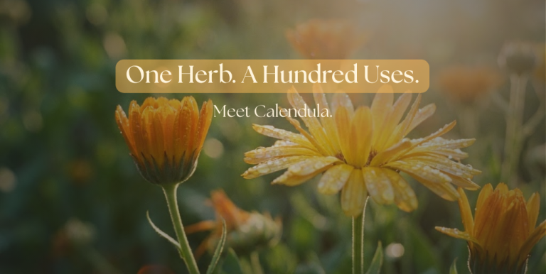 Calendula flowers with morning dew in a garden at golden hour sunrise, warm orange and yellow blooms with soft bokeh background, hero image for Juniper Apothecary's guide to growing and using Calendula