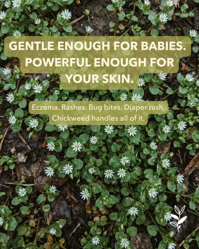A close-up of green foliage with small white flowers, accompanied by text promoting chickweed as a gentle and powerful skin remedy for babies and adults.